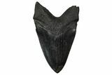 Serrated, Fossil Megalodon Tooth - South Carolina #360777-2
